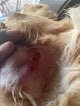 Negocio Petsmart Grooming