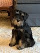 Negocio Petsmart Grooming