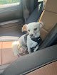 Negocio Petsmart Grooming