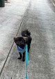 Negocio Petsmart Grooming