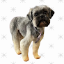 Negocio Petworks Dog Grooming