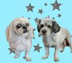 Negocio Pink Tuesday's Pet Salon