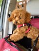 Negocio Pinnacle Pet Spa & More