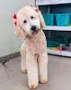 Negocio Platinum Grooming