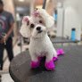 Negocio Platinum Petz Llc - Pet Grooming