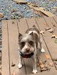 Negocio Platinum Pups Grooming
