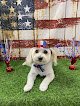 Negocio Plush Pup Dog Grooming Faribault, Mn
