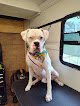 Negocio Pnw Mobile Pet Services