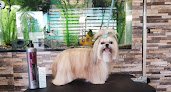 Negocio Ponme Guapo Grooming Salon
