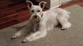 Negocio Pooch Caboose Mobile Dog Grooming
