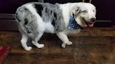 Negocio Pooch N Purr