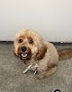 Negocio Poochi's Dog Groomers