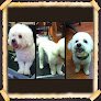 Negocio Posh Paws Pet Salon