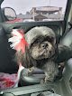 Negocio Posh Paws Professional Dog Grooming, Llc