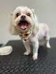 Negocio Posh Pets Llc