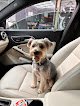 Negocio Posh Pooch