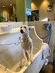 Negocio Posh Wash Dog Wash