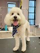 Negocio Precious Paws & Bubbles Grooming Boutique