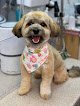 Negocio Premier Spa Dog Grooming
