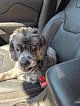 Negocio Pretty Paws Grooming Salon