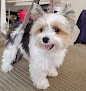 Negocio Pretty Puppy Salon & Day Spa