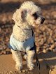 Negocio Pride&groom (pet Grooming)
