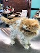 Negocio Primping Pooches & Cats