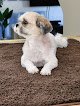 Negocio Princess Princess Dog Grooming Studio For Small Breeds