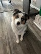 Negocio Prissy Paws Mobile Groom Llc