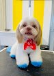 Negocio Privilege Pet Salon