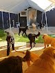 Negocio Pup-a-razzi Pet Salon