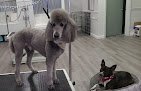 Negocio Pupper City Dog Grooming