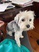 Negocio Puppy Kutz Pet Grooming & Boarding