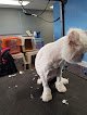 Negocio Puppy Love Pet Grooming