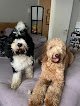 Negocio Puppy Luv