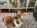 Negocio Puppy Power Dog Grooming