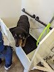 Negocio Pups Groom. Train. Love. (formerly Dirty Paws)