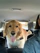 Negocio Pups-n-suds Olathe