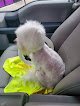 Negocio Purrfurred Pet Styling - Aurora