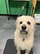Negocio Queen City Paw Spa