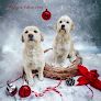 Negocio R Dog Grooming