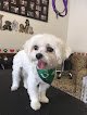 Negocio Raggedy Dog Grooming