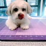 Negocio Rainbow Pet Groomer (mobile)