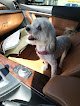 Negocio Reigning Cats & Dogs
