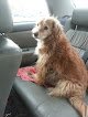 Negocio Reigning Cats & Dogs