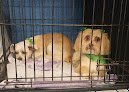 Negocio Rhoda Cofield Pet Grooming