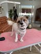 Negocio Right At Home Mobile Pet Grooming