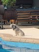 Negocio Robbies Boarding & Grooming