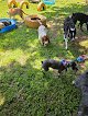 Negocio Rollis Salon Llc Pet Groomer