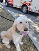 Negocio Royal Pets Grooming Spa